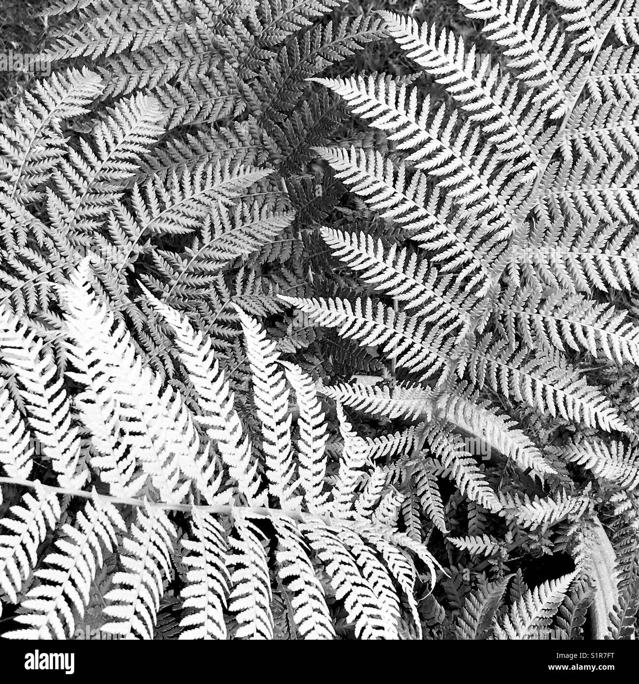 Black and White Fern Leaf