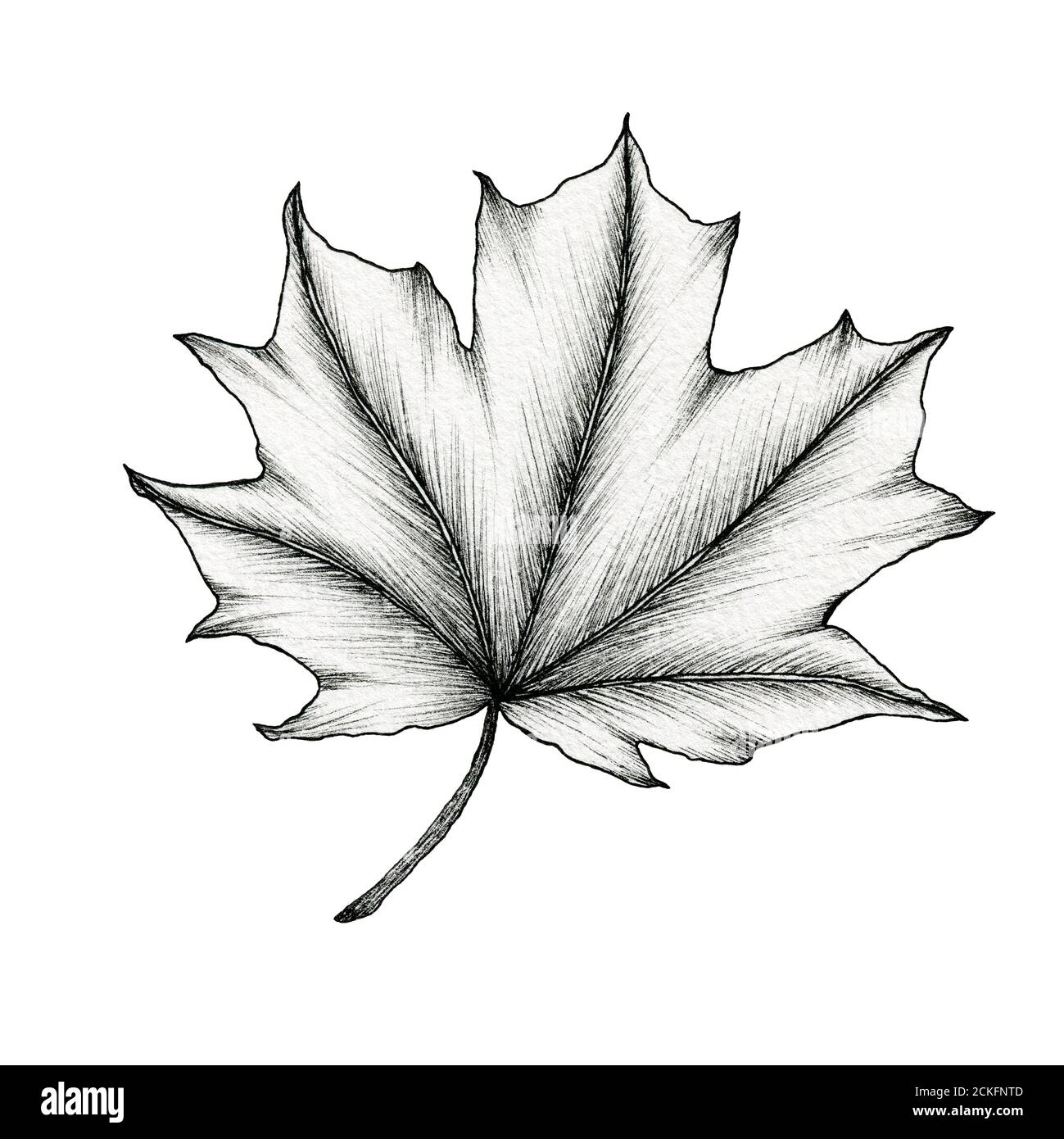 Black and White Maple Leaf