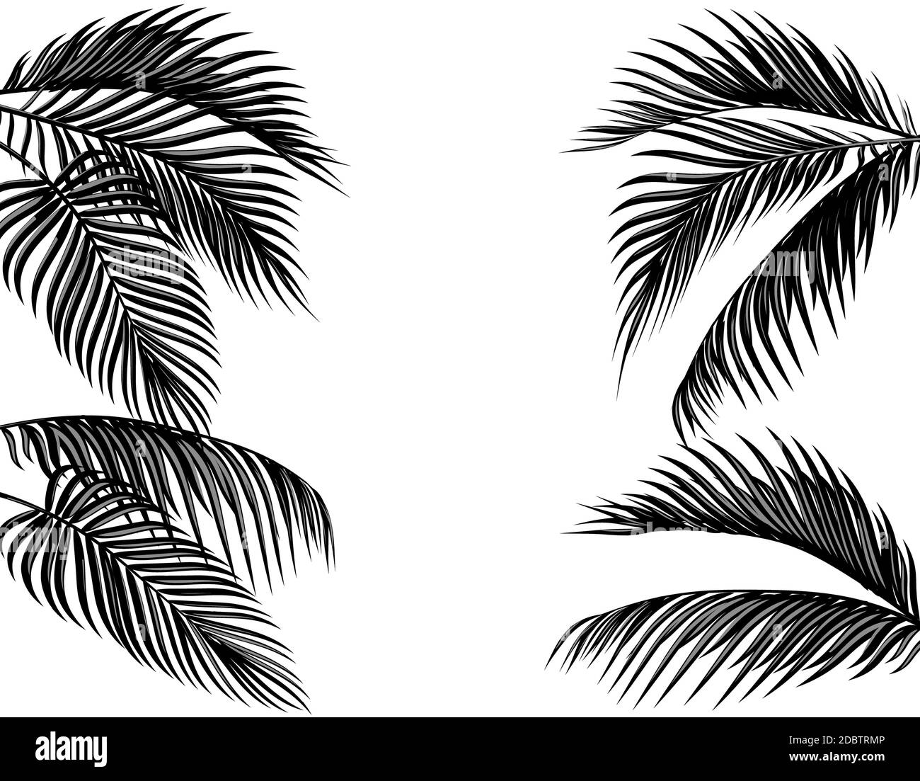 Black and White Palm Leaf