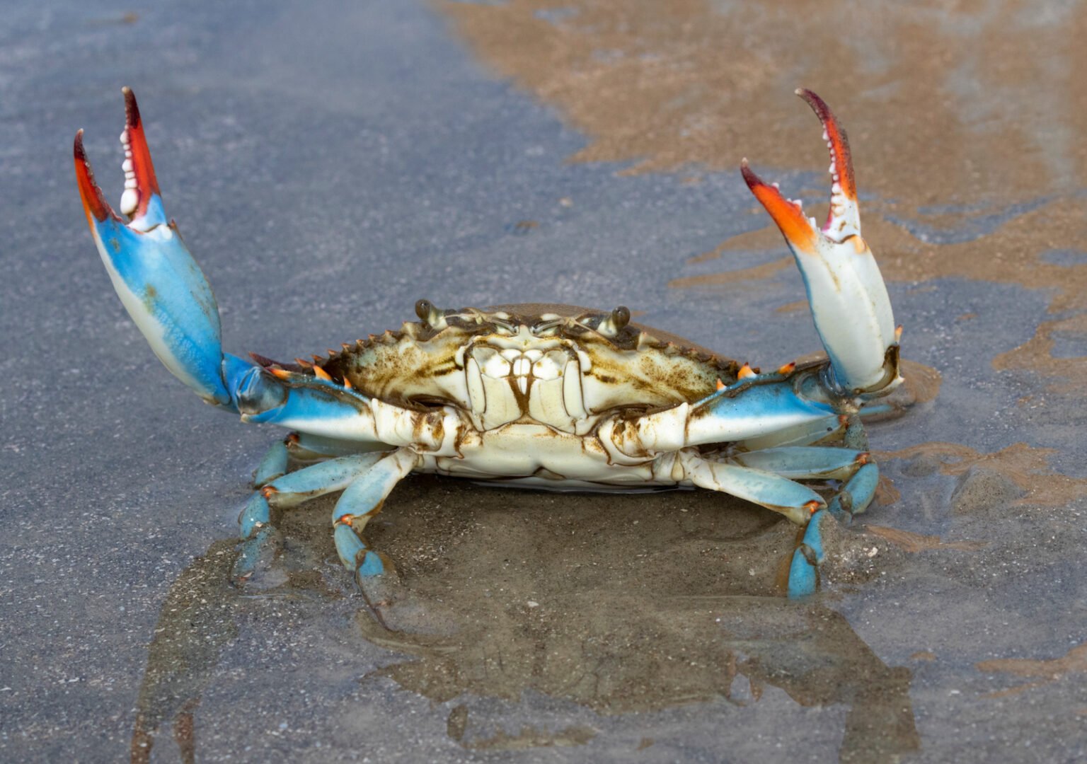 Colored Blue Crab