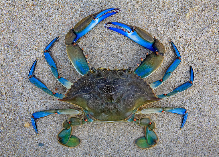 Blue Crab Photos