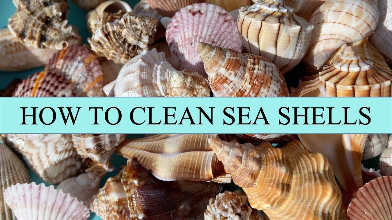 Clean Seashells