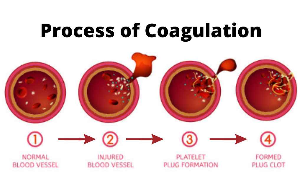 The coagulation process