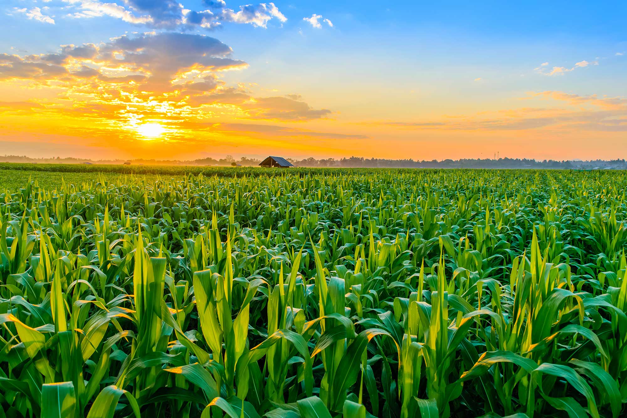 Corn farm