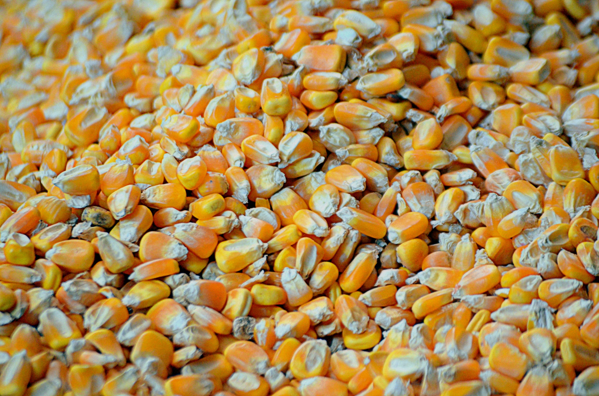 Corn kernels