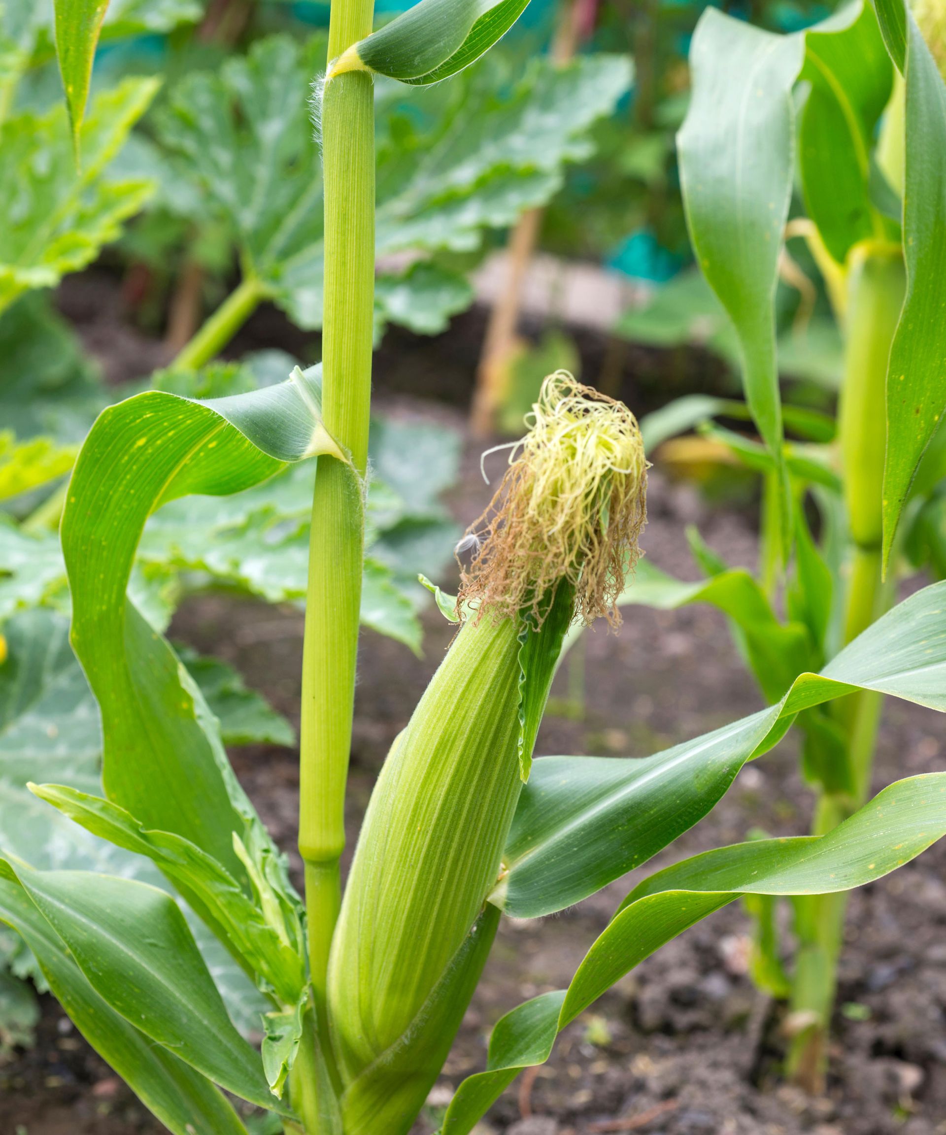 Corn plant