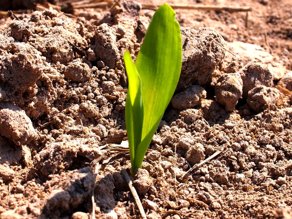 Corn seedlings