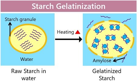 The gelatinization process