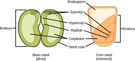 Is Corn A Monocot Or Dicot Plant?