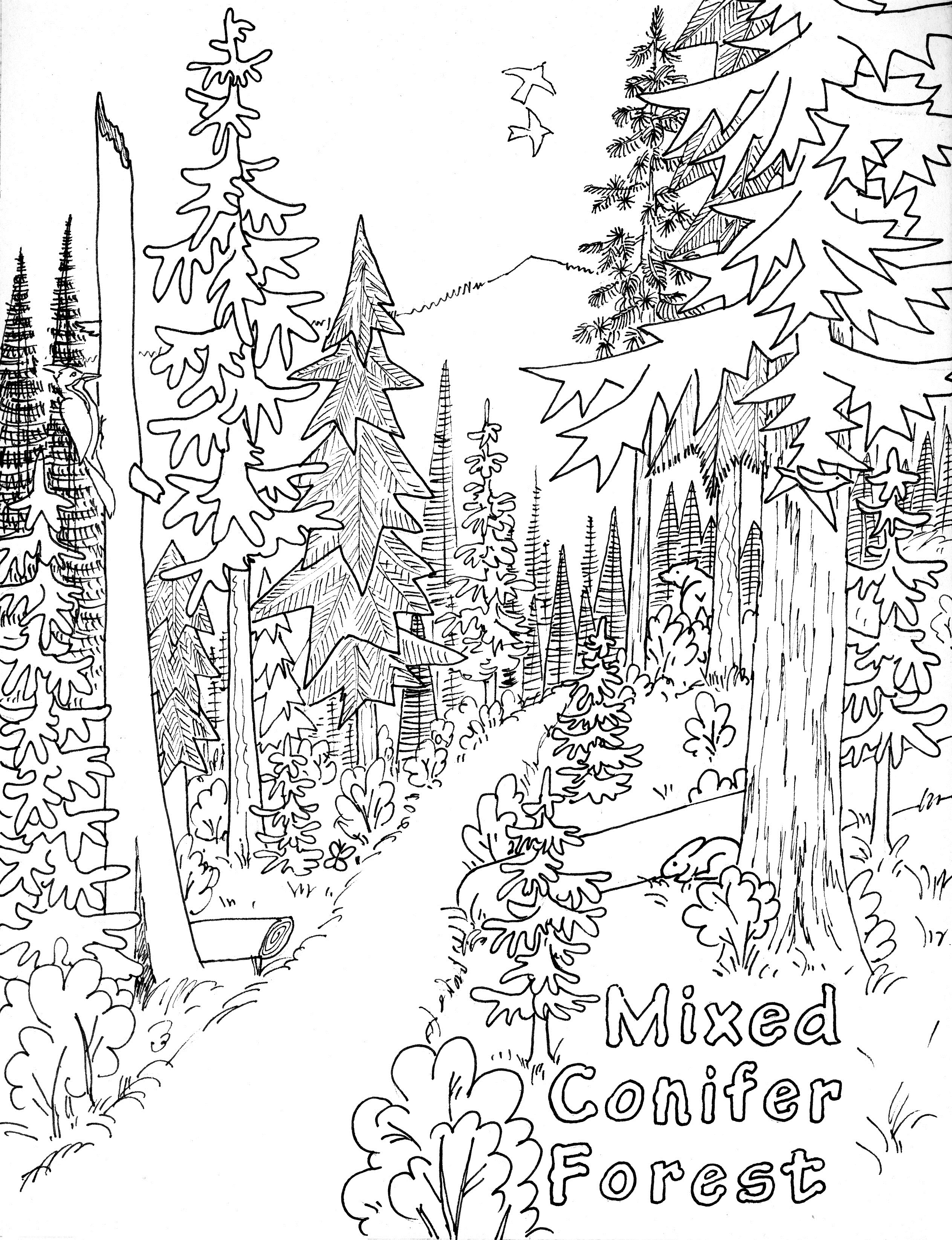 Nature Coloring Pages