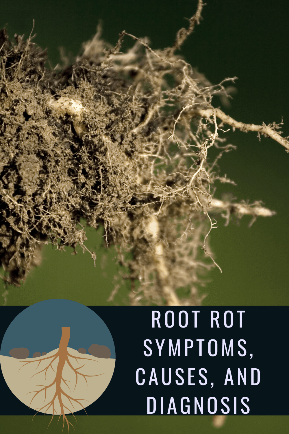 Root Rupt Symptoms