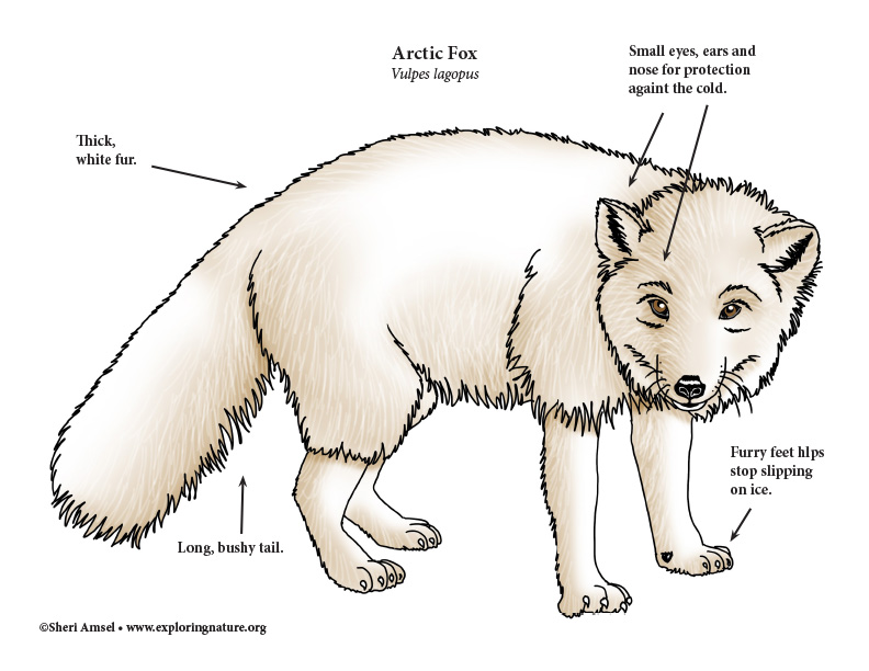 Snow Fox Anatomy