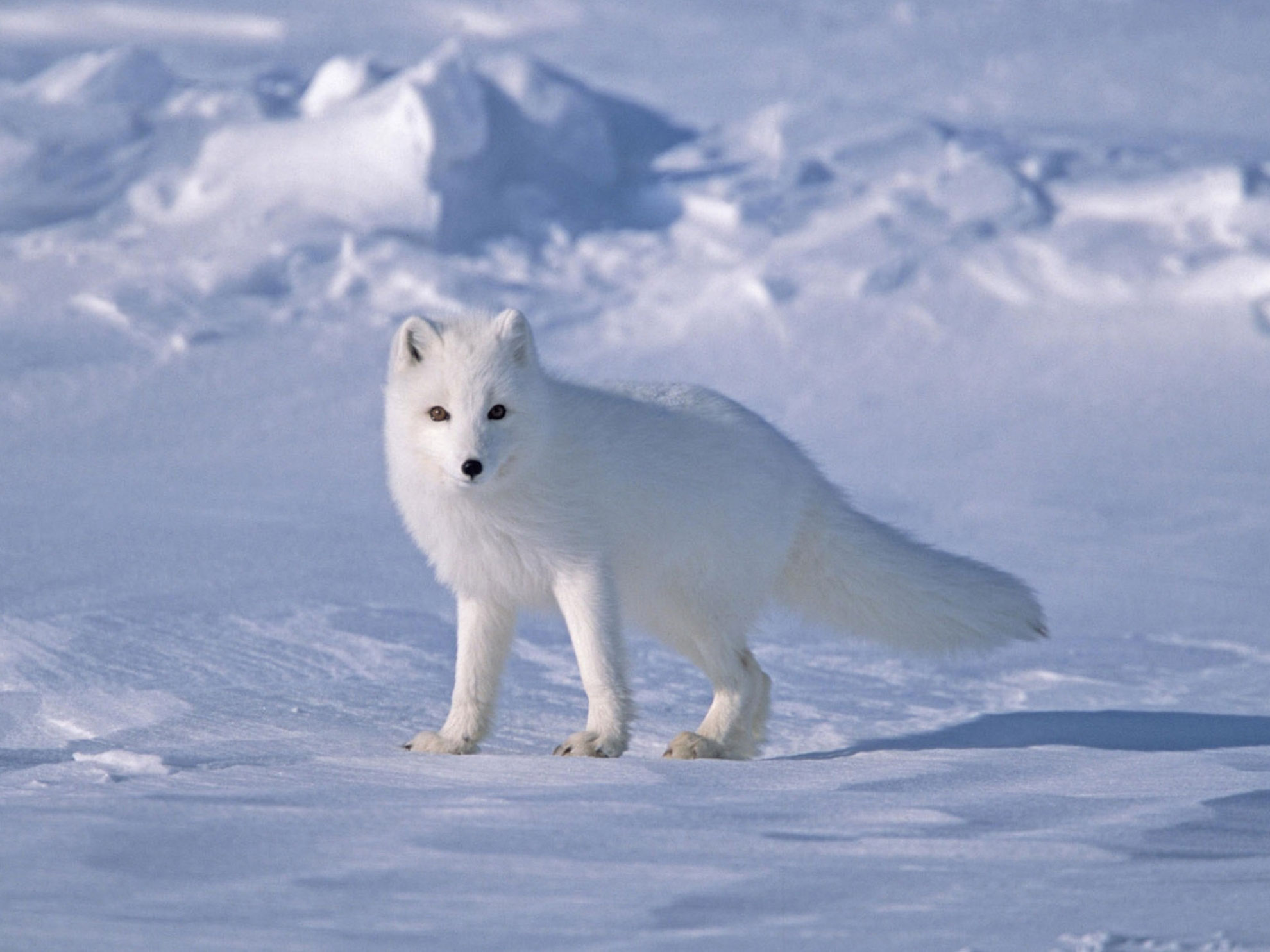 Snow Fox Body Fur and Tail