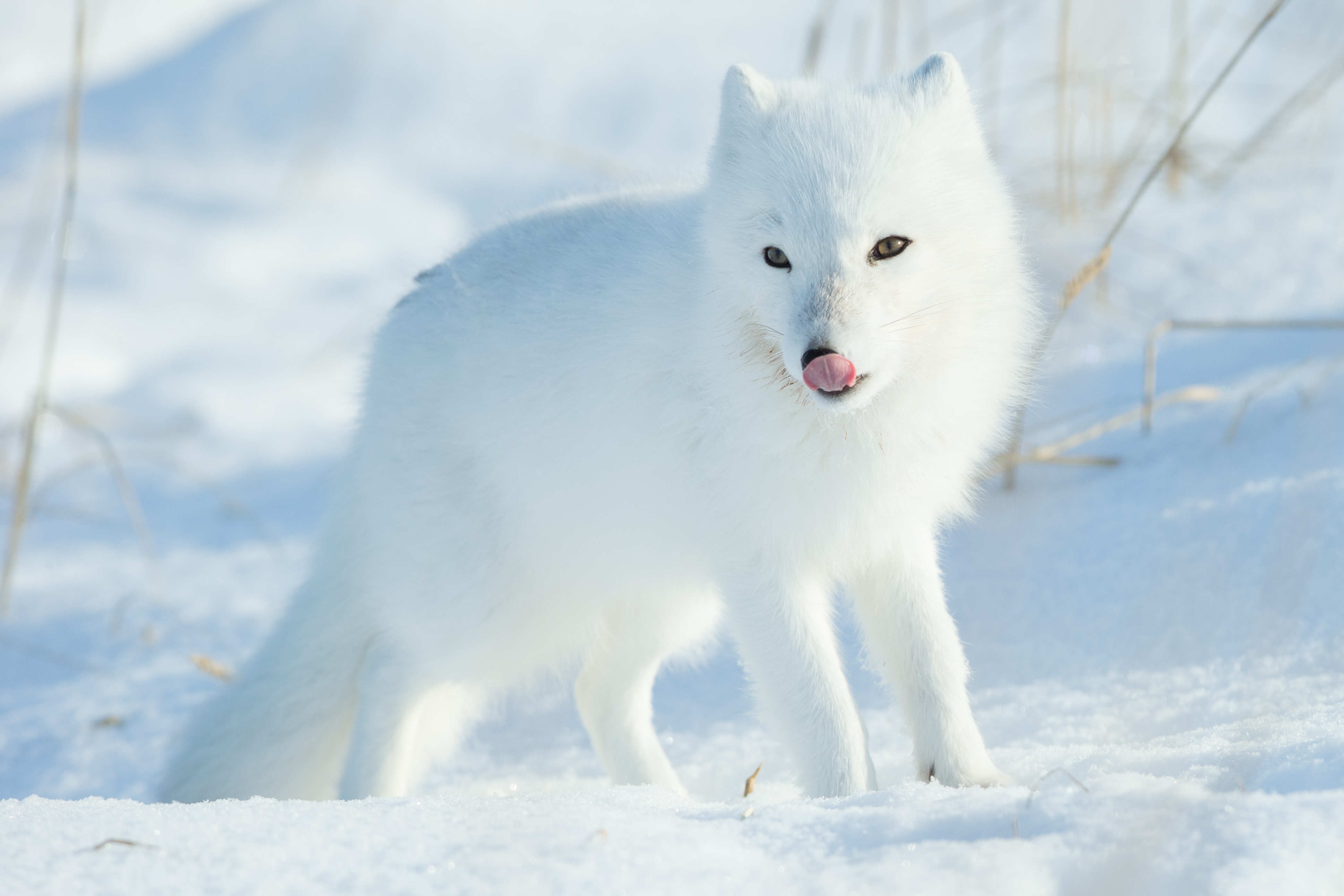 Colored Snow Fox