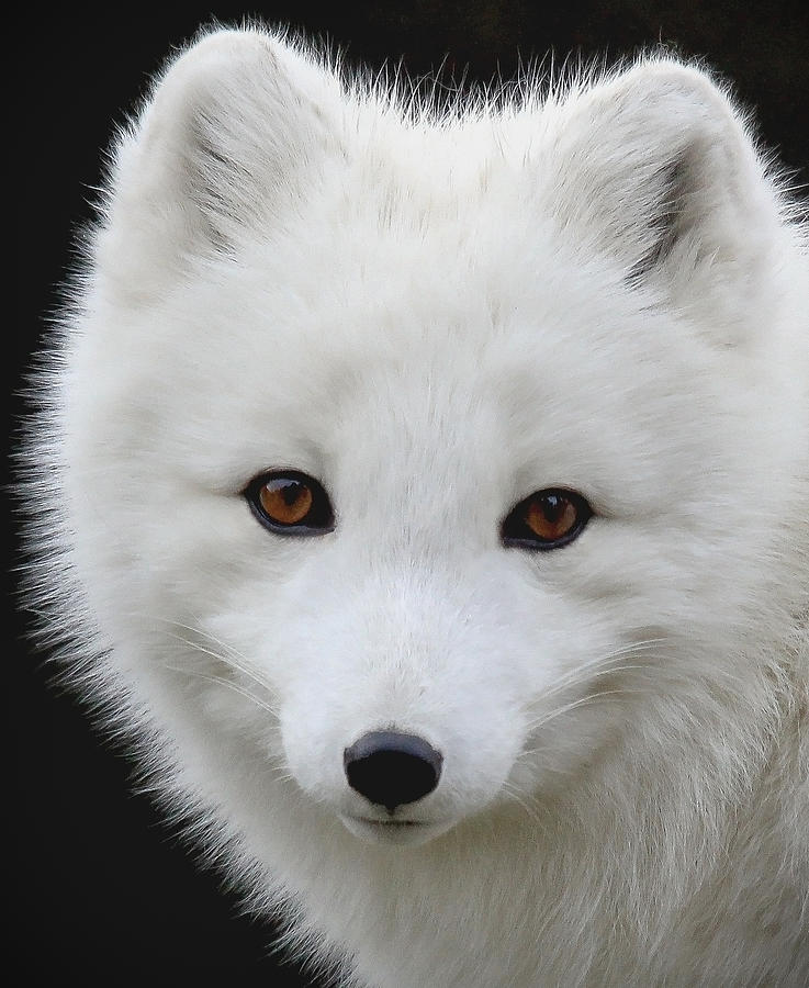 Snow Fox Head and Facial Features